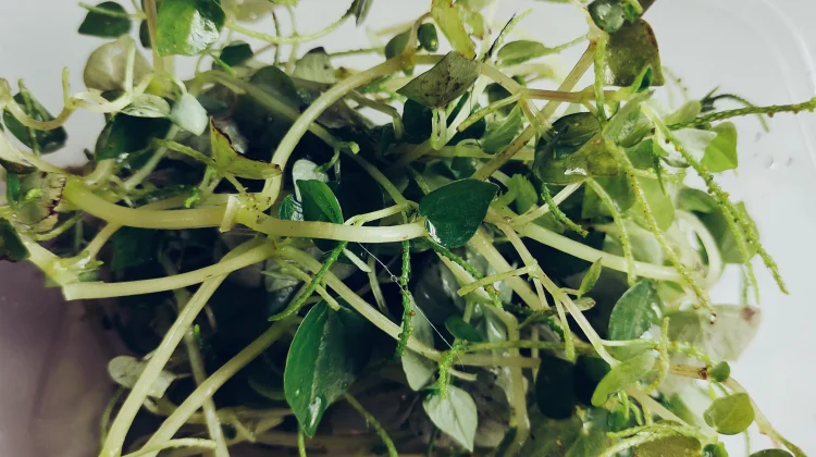 Daun Sirih Cina Bantu Atasi Jerawat dan Cerahkan Wajah