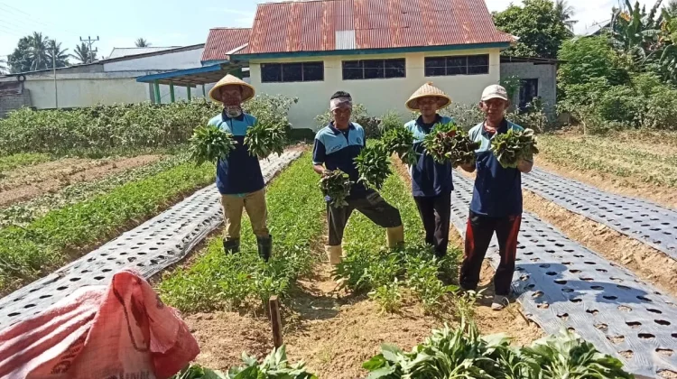 Panen Sayur, Lapas Tolitoli Perkuat Ketahanan Pangan Nasional