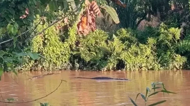Puluhan Buaya Muncul di Muara Salu, Warga Diminta Tingkatkan Waspada