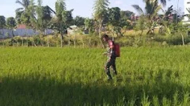 Dukung Ketahanan Pangan, Petani Bajugan Dapat Pendampingan Perawatan Padi