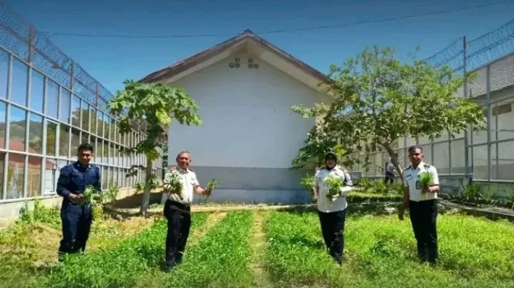 Lapas Leok Panen Sayuran, Dukung Ketahanan Pangan Nasional