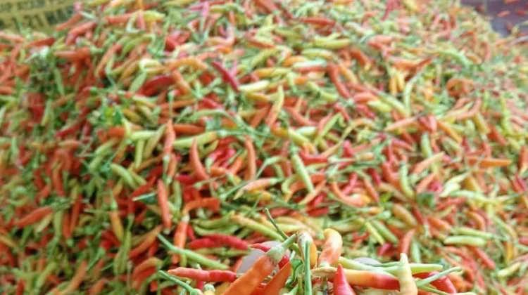 Harga Cabai Rawit di Buol Turun Jadi Rp60 Ribu per Kilogram