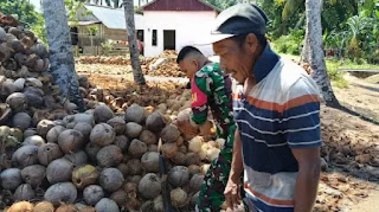 Olah Kelapa Jadi Kopra, Babinsa Galang Dorong Kesejahteraan Warga