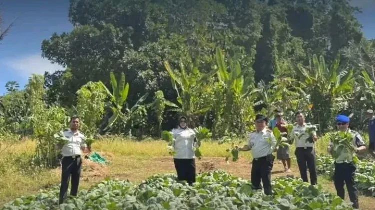 Pembinaan Berbuah Panen, Lapas Leok Petik Hasil Budidaya Sawi