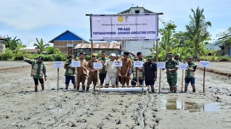 Buol Terapkan PM-AAS untuk Dongkrak Produktivitas Padi