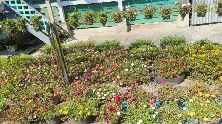 Bunga Krokot Percantik Kabinuang, Ciptakan Suasana Asri