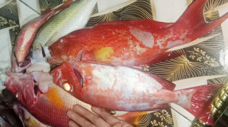 Cara memilih ikan yang masih segar