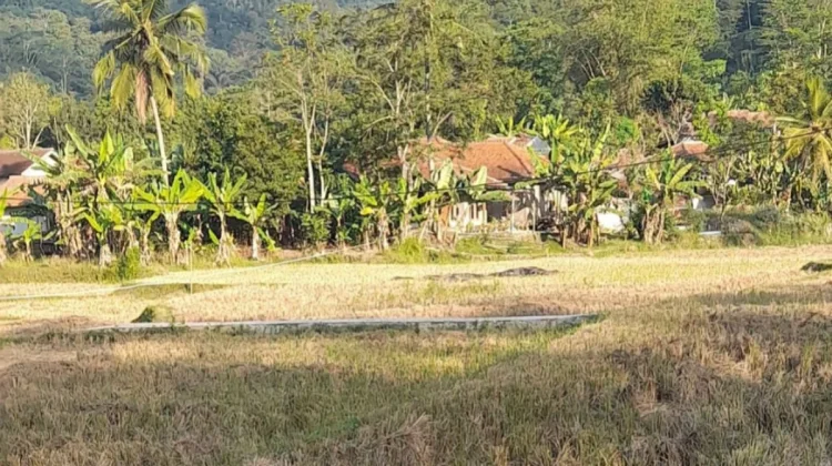 Irigasi Belum Maksimal, 32 Hektar Sawah Pokobo Tadah Hujan