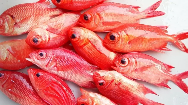 Cara Mudah Membersihkan Sisik Ikan agar Lebih Cepat dan Praktis