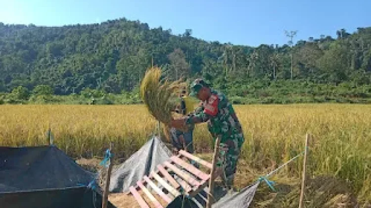 Panen Padi Mikongga di Salumpaga, Babinsa Dorong Produktivitas Petani