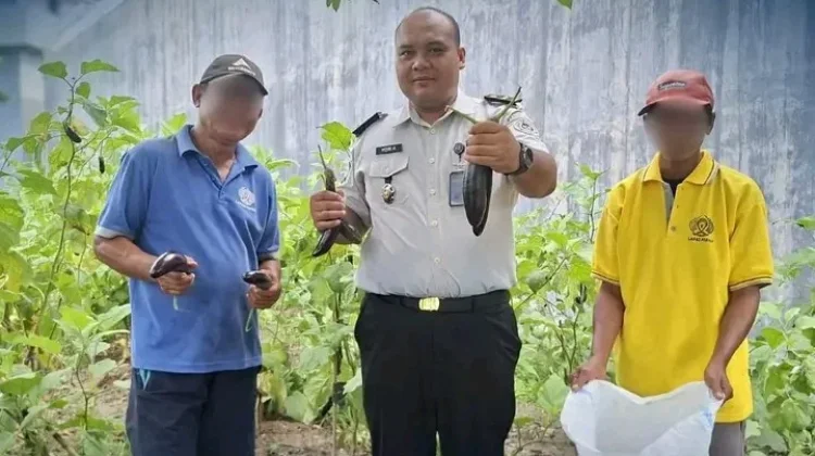 WBP Lapas Parigi Panen 14 Kg Terong Dukung Ketahanan Pangan