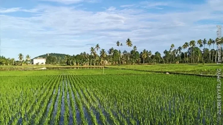El Nino Belum Berdampak Signifikan terhadap Pertanian Tolitoli
