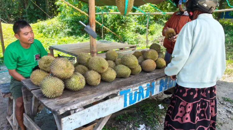 Durian Bajugan Laris, Pedagang Dibanjiri Pembeli dari Kota