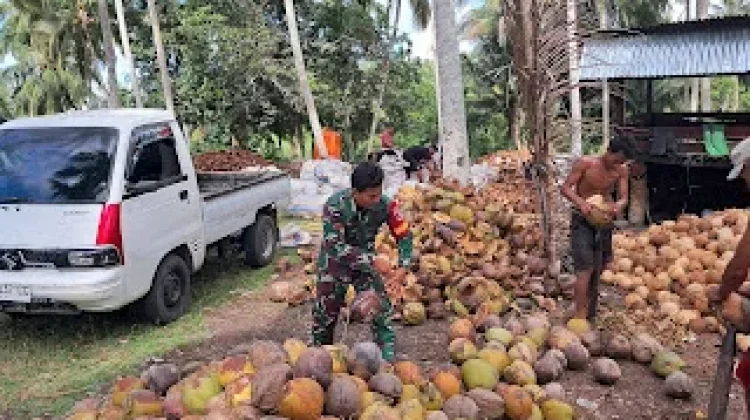 Babinsa Bokat Dampingi Petani Kelapa Perkuat Ketahanan Pangan