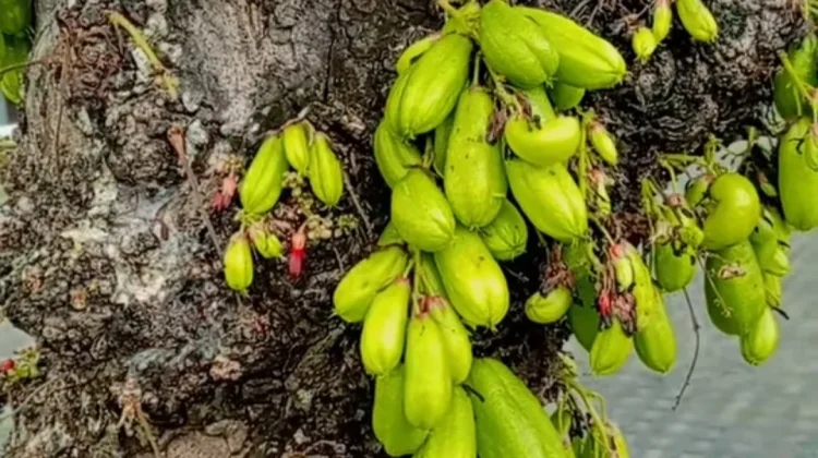 Manfaat Belimbing Wuluh, dari Atasi Jerawat hingga Jaga Tulang