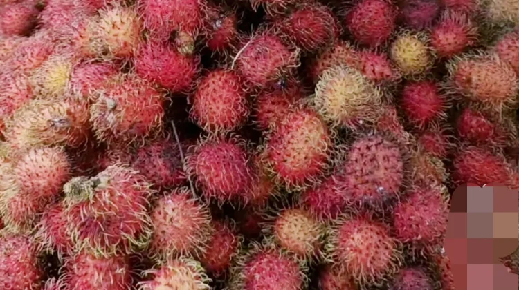 Musim Buah Jadi Peluang, Sarifudin Jual Durian dan Rambutan