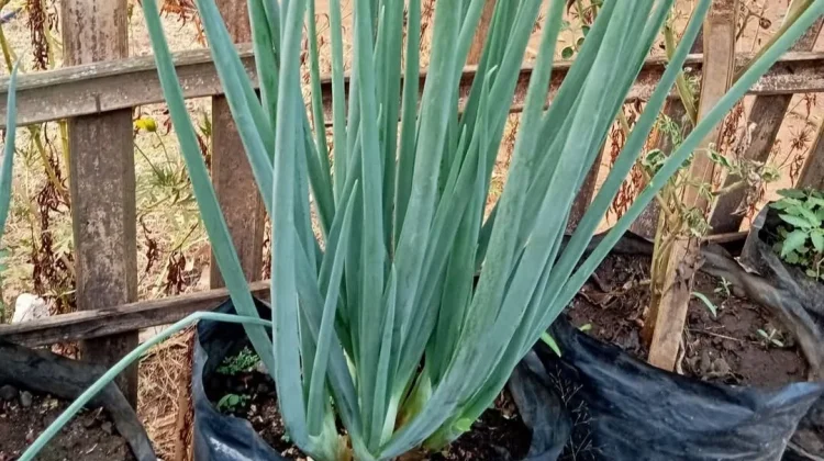 Mudah Ditanam di Rumah, Ini Cara Budidaya Daun Bawang