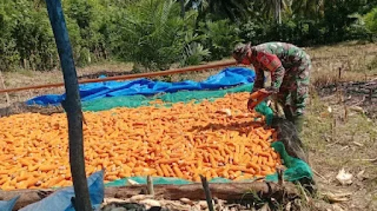 Babinsa Bantu Petani, Perkuat Ketahanan Pangan di Buol