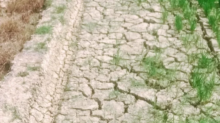 Sekitar 50 Hektare Sawah Ogomoli Terancam Gagal Panen