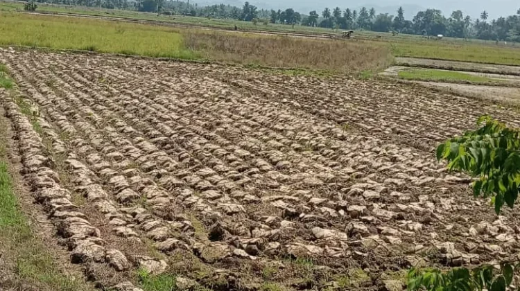 El Nino Picu Kekeringan, Kelestarian Hutan Jadi Kunci Krisis Air