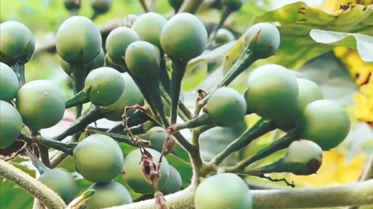Tekokak Punya Banyak Manfaat, dari Gula Darah hingga Pencernaan
