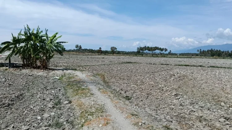 Hujan Belum Turun, Ikhtiar Spiritual Menghadapi Kemarau Menguat