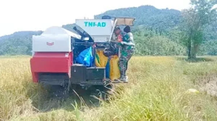 Babinsa Dampingi Panen Padi Mikongga di Salumpaga