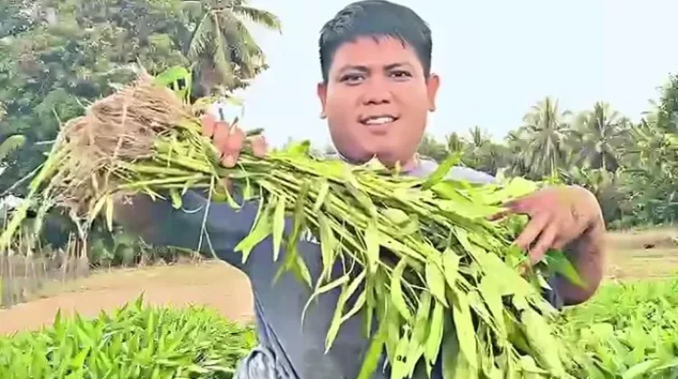 Petani Togaso Kembangkan Kangkung Jumbo Jadi Komoditas Unggulan