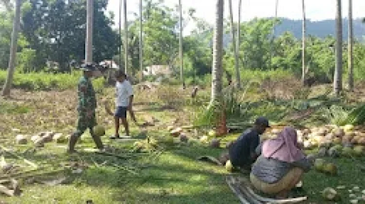 Babinsa dan Warga Labuton Olah Kelapa Menjadi Kopra