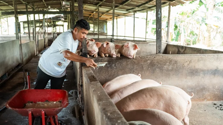 Jejak ASF di Mepanga, Parigi Moutong Tingkatkan Kewaspadaan