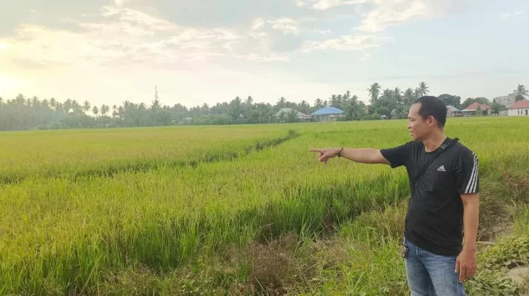 Puluhan Hektare Sawah di Salumpaga Terancam Gagal Panen