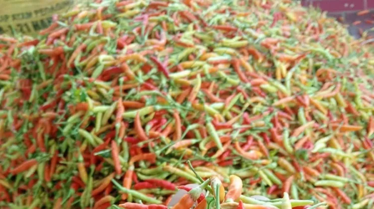 Harga Cabai di Tolitoli Naik, Rawit Capai Rp70 Ribu per Kilogram