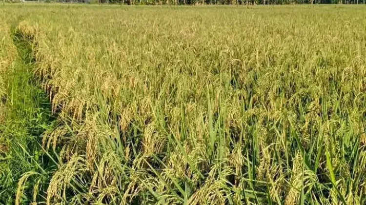 Puluhan Hektare Sawah Tolitoli Mulai Terdampak Kekeringan