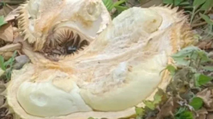 TPHP Parigi Moutong Gandeng Untad Teliti Penyakit Bangkalan Durian