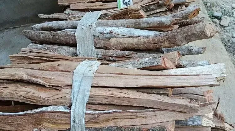 Batang Kayu Cengkeh Dimanfaatkan Jadi Kayu Bakar, Ibu Ningsi Jual Rp25 Ribu per Ikat