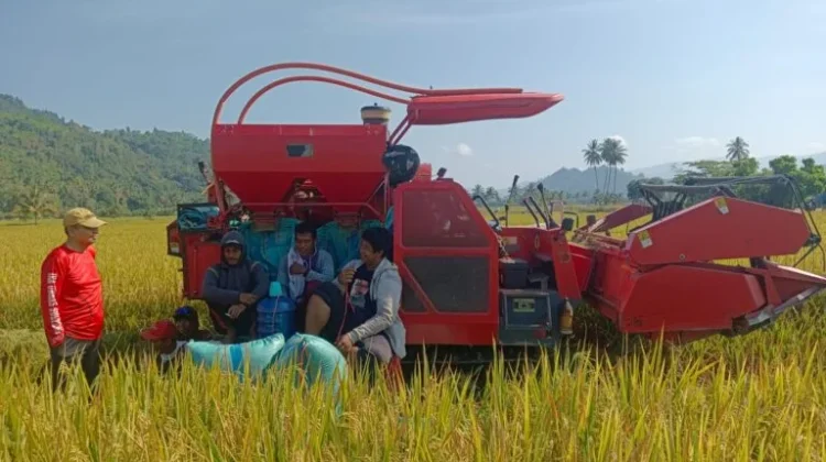Panen Lapuase Tunjukkan Ketahanan Pangan Tolitoli di tengah Fenomena El Nino