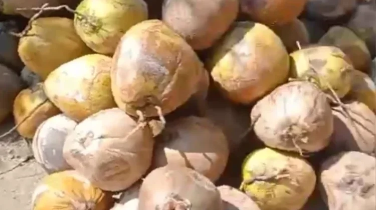 Petani Kelapa Tayadun Hadapi Ancaman El Nino