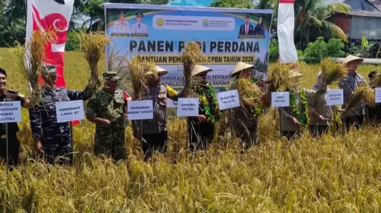 Panen Padi Perdana 2026 Digelar di Desa Abajareng