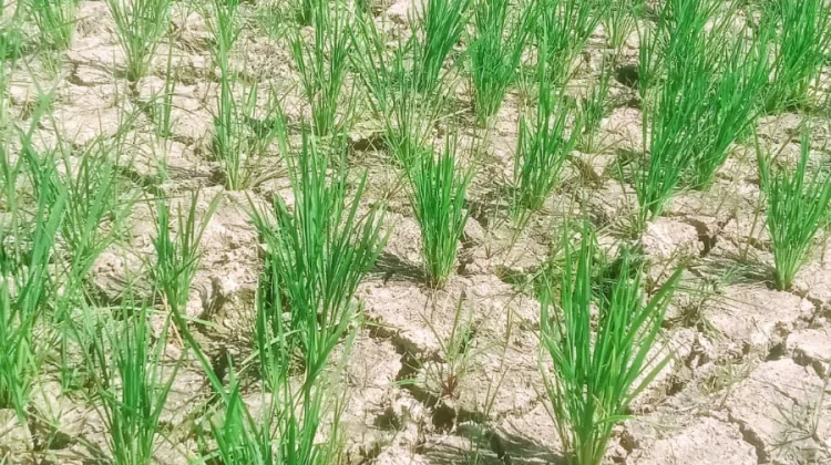 50 Hektare Sawah di Ogomoli Toli-Toli Terancam Gagal Panen akibat Kekeringan