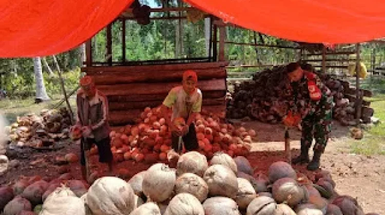 Babinsa Paleleh Dampingi Warga Olah Kelapa Menjadi Kopra