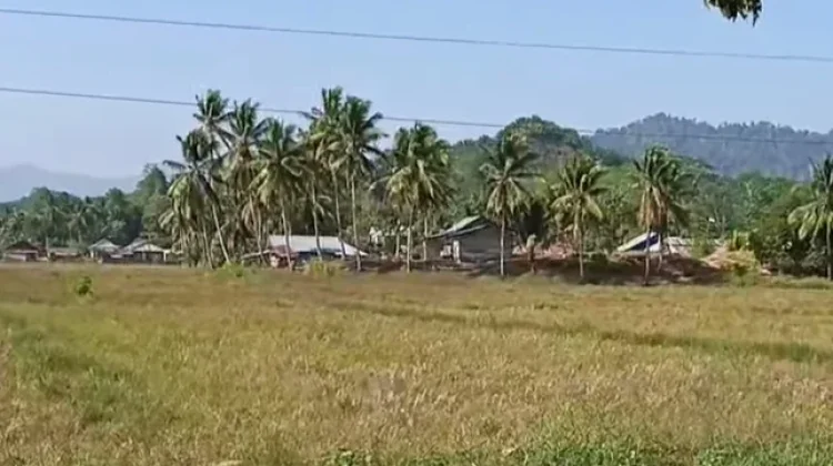 El Nino Ancam Sawah Tadah Hujan di Kabupaten Buol