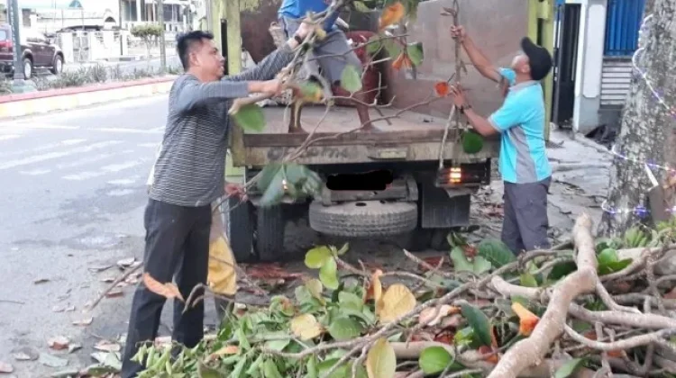 DLH Buol Pastikan Sampah Tebangan Pohon Tetap Diangkut