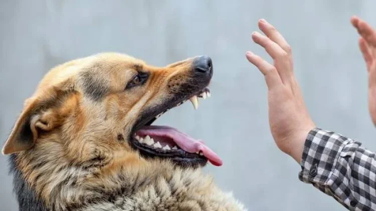 Sambut Hari Rabies Sedunia, Parimo Gratiskan 1.000 Dosis Vaksin