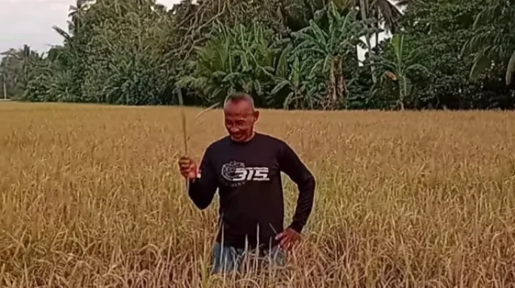 Dampak Kemarau Panjang, Petani Padi Sawah di tende gagal panen