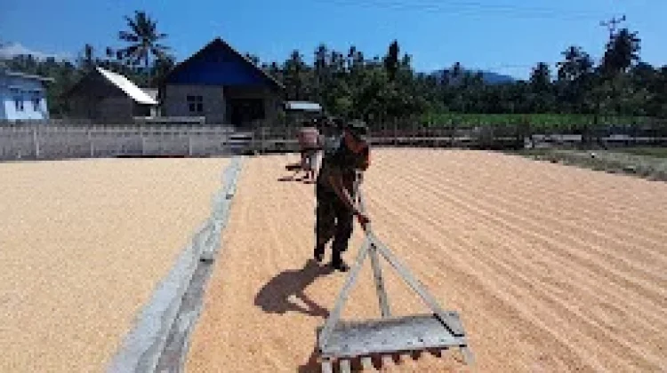 Babinsa Koramil Momunu Dampingi Petani Jemur Jagung di Pinamula