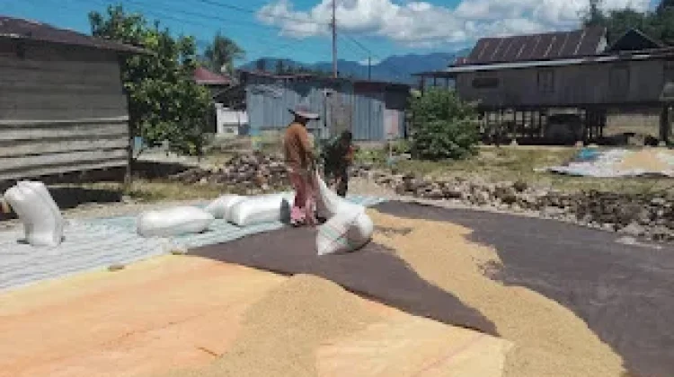 Babinsa Dampal Selatan Dampingi Petani Jemur Gabah di Tolitoli