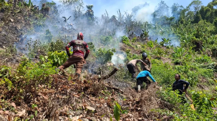 Kebakaran Lahan di Sausu Hanguskan Satu Hektar Lahan Warga