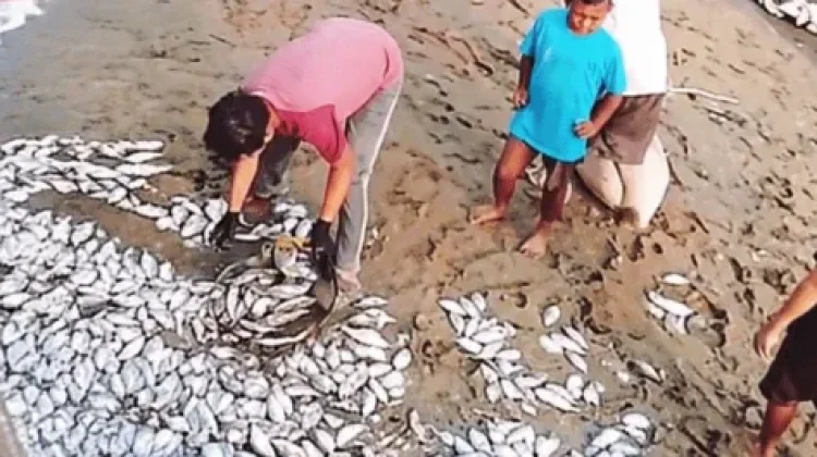 Ratusan Ikan Ditemukan di Bibir Pantai Susumbolan Tolitoli