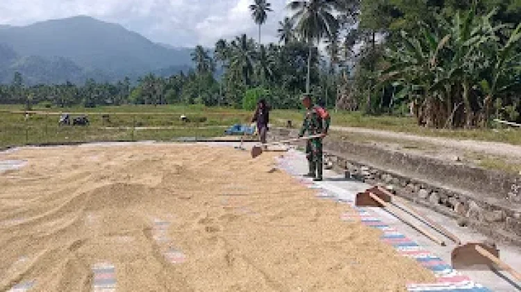 Babinsa Koramil Damsel Dampingi Petani Jemur Gabah di Desa Puse