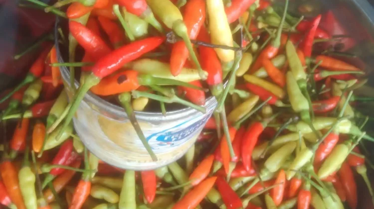 Harga Cabai Rawit di Kabupaten Buol Melonjak